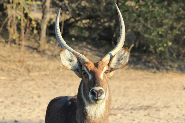 Close Shot Beautiful Wild Gazelle Natural Habitat — Stock Photo, Image