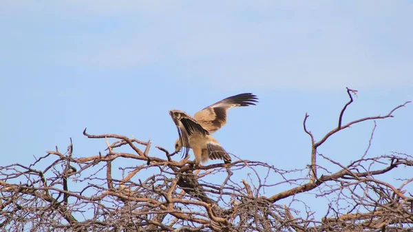 close-up shot of beautiful wild eagle bird perching on branch in front of blue sky