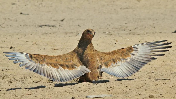 Primo Piano Colpo Bellissimo Uccello Aquila Selvatica — Foto Stock