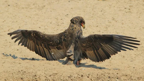 Närbild Skott Vackra Vilda Eagle Bird — Stockfoto