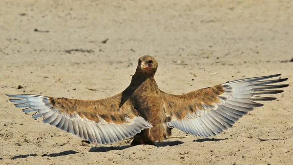 美しい野生のワシの鳥のクローズアップショット — ストック写真
