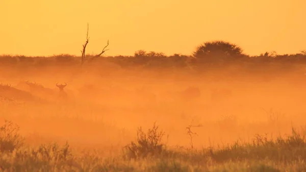 Foto Cênica Belos Gnus Selvagens Habitat Natural Pôr Sol — Fotografia de Stock