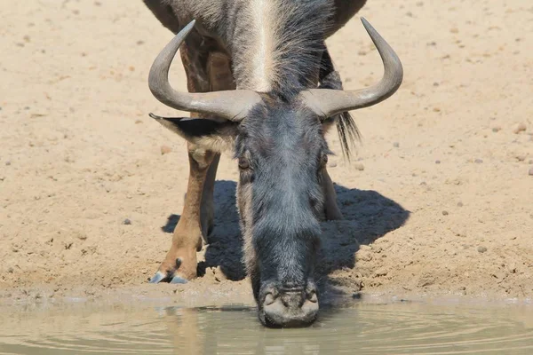 Malownicze Ujęcie Pięknej Dzikiej Gnu Naturalnym Środowisku — Zdjęcie stockowe