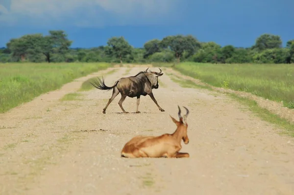 风景美丽的野生羚子在自然栖息地拍摄 — 图库照片