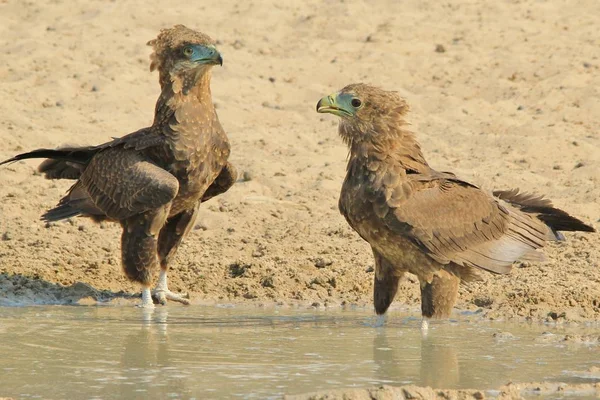 美しい野生のワシの鳥のクローズアップショット — ストック写真