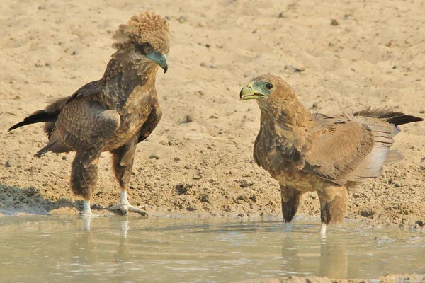 Close Tiro Belos Pássaros Águia Selvagem — Fotografia de Stock