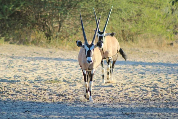 Malownicze Ujęcie Pięknych Dzikich Gnu Naturalnym Środowisku — Zdjęcie stockowe