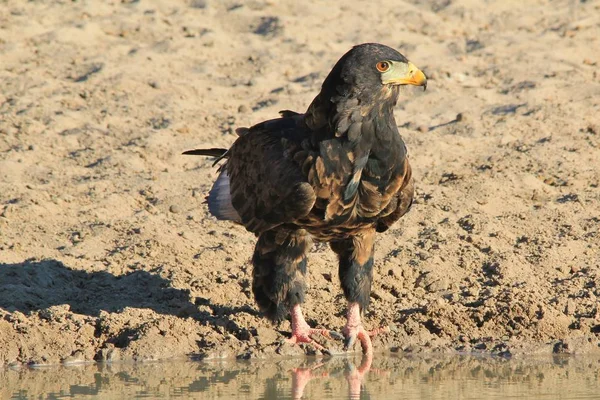 美しい野生のワシの鳥のクローズアップショット — ストック写真