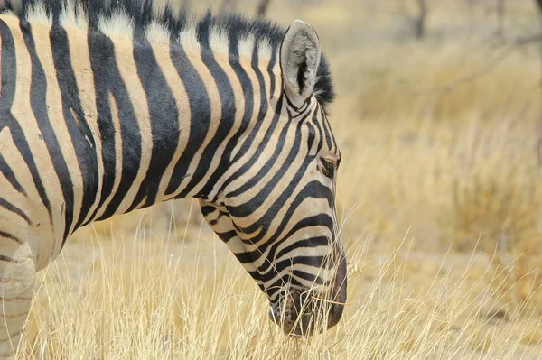 Plan Panoramique Beau Zèbre Sauvage Dans Savane — Photo