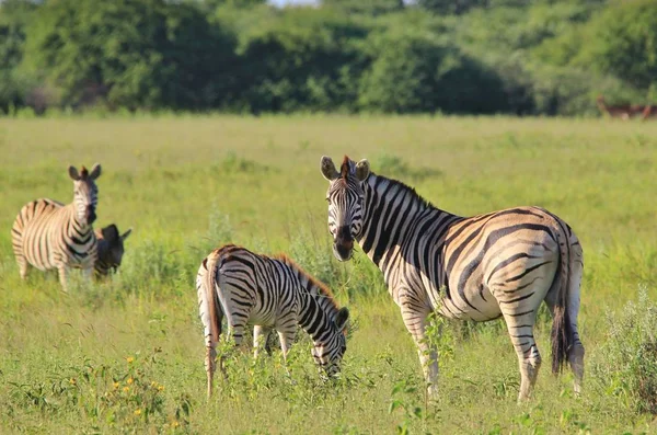 Plan Panoramique Beaux Zèbres Sauvages Dans Savane — Photo