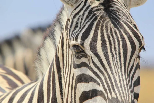 Tiro Cênico Bela Zebra Selvagem Savana — Fotografia de Stock