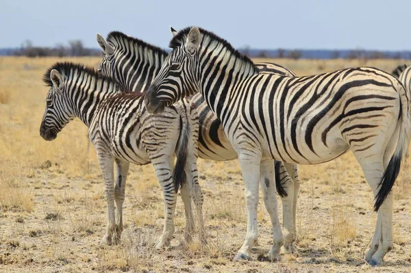 Tiro Cênico Belas Zebras Selvagens Savana — Fotografia de Stock
