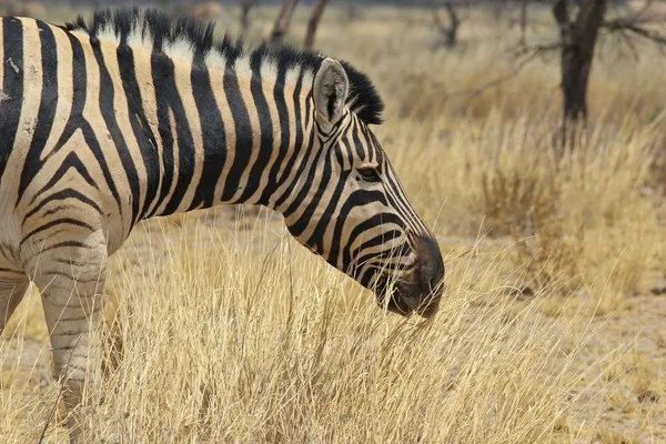 Schilderachtige Shot Van Prachtige Wilde Zebra Savannah — Stockfoto