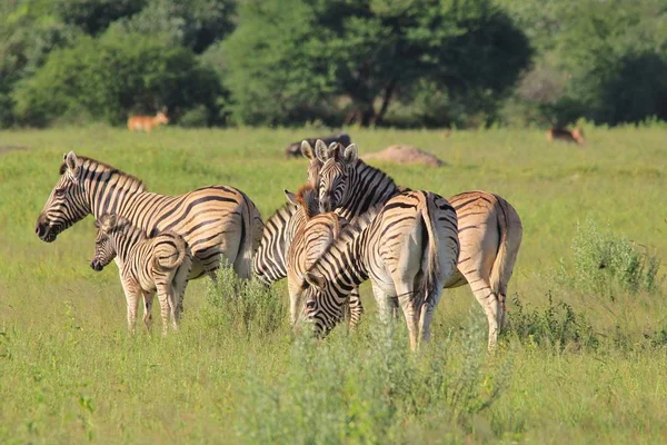 Malowniczy Strzał Pięknych Dzikich Zebry Savannah — Zdjęcie stockowe