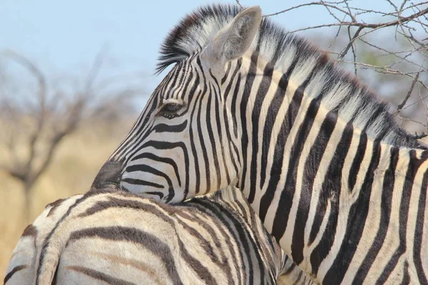 Plan Panoramique Beaux Zèbres Sauvages Dans Savane — Photo