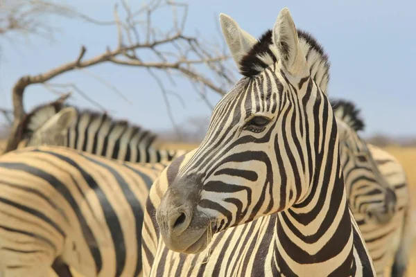 Schilderachtige Foto Van Prachtige Wilde Zebra Savannah — Stockfoto