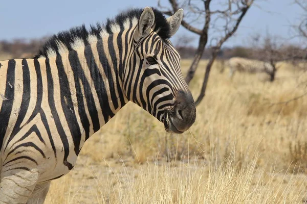 Plan Panoramique Beau Zèbre Sauvage Dans Savane — Photo