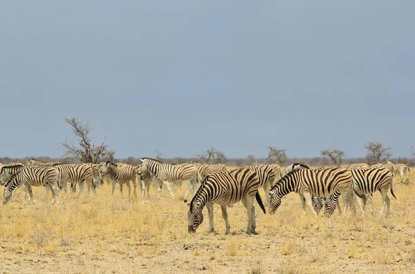 Szenische Aufnahme Schöner Wilder Zebras Der Savanne — Stockfoto