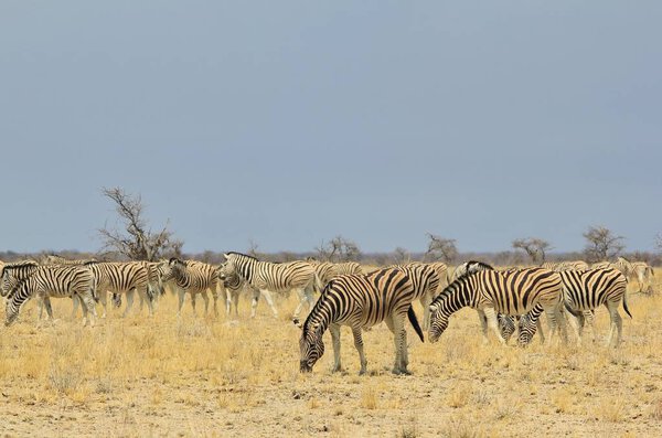 Scenic shot of beautiful wild zebras in savannah
