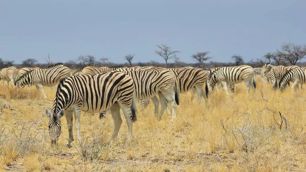 大草原上美丽的野生斑马的风景拍摄 — 图库照片