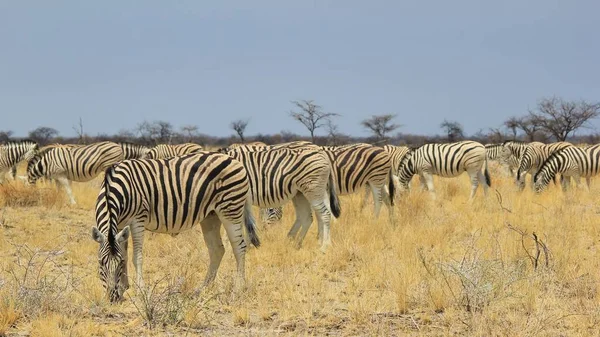 Colpo Panoramico Belle Zebre Selvagge Savana — Foto Stock