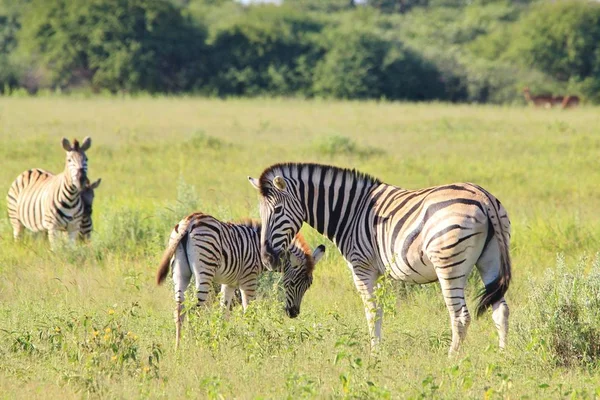 Tiro Cênico Belas Zebras Selvagens Savana — Fotografia de Stock