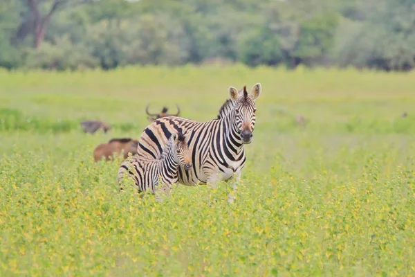 Tiro Cênico Belas Zebras Selvagens Savana — Fotografia de Stock