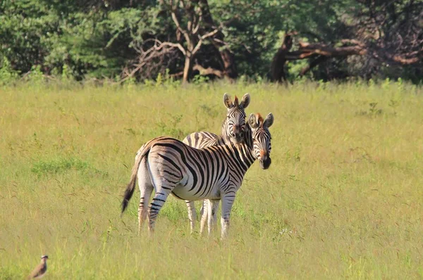 Plan Panoramique Beaux Zèbres Sauvages Dans Savane — Photo