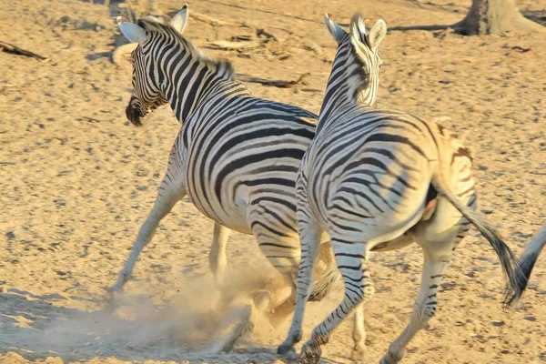 Plan Panoramique Beaux Zèbres Sauvages Dans Savane — Photo