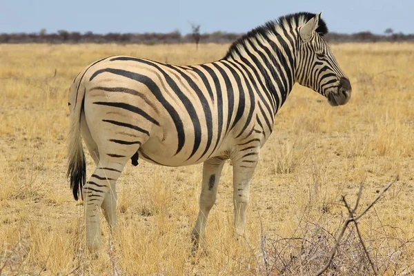 Plan Panoramique Beau Zèbre Sauvage Dans Savane — Photo