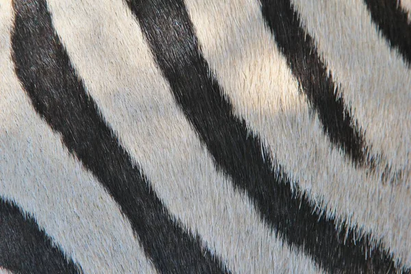 Full Frame Shot Van Zebra Huidtextuur Voor Achtergrond — Stockfoto