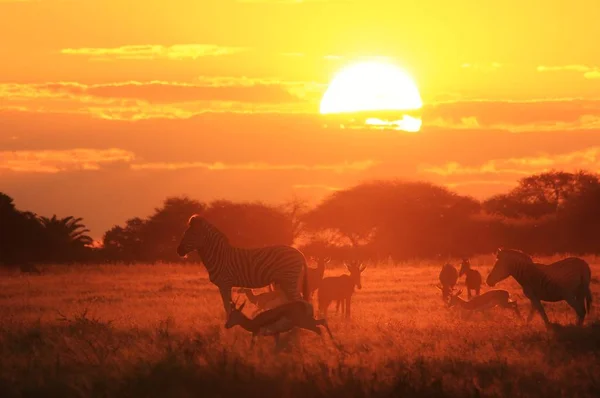 scenic shot of beautiful wild zebras in savannah on sunset