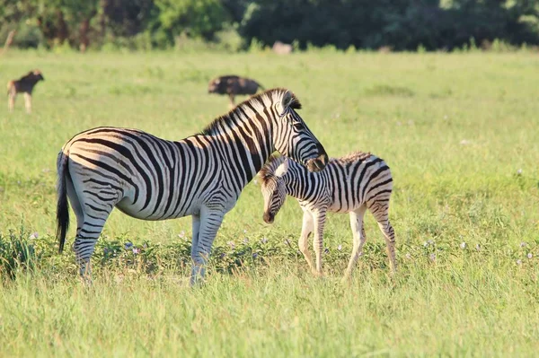 Scenic Shot Beautiful Wild Zebras Savannah — Stock Photo, Image