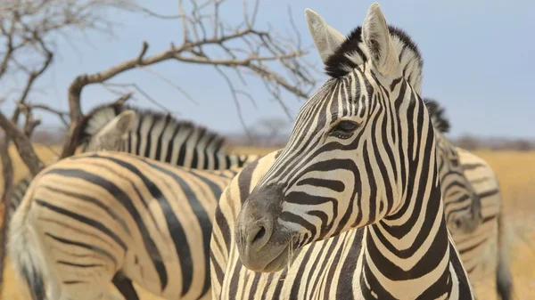 Pemandangan Indah Zebra Liar Sabana — Stok Foto