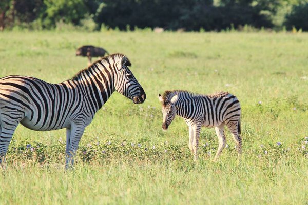 Scenic shot of beautiful wild zebras in Savannah