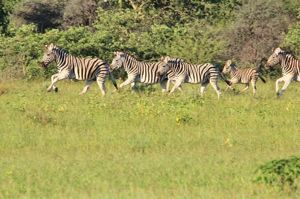 Plan Panoramique Beaux Zèbres Sauvages Dans Savane — Photo