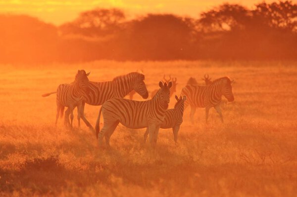 Scenic shot of beautiful wild zebras in savannah on sunset