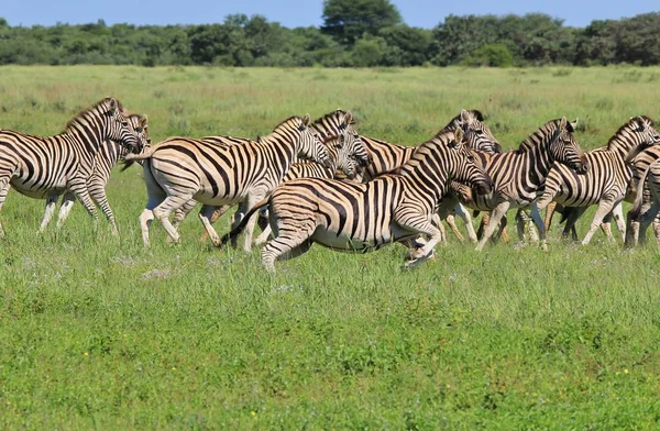 scenic shot of beautiful wild zebras in Savannah