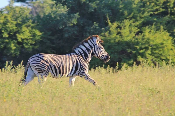 Tiro Cênico Bela Zebra Selvagem Savana — Fotografia de Stock