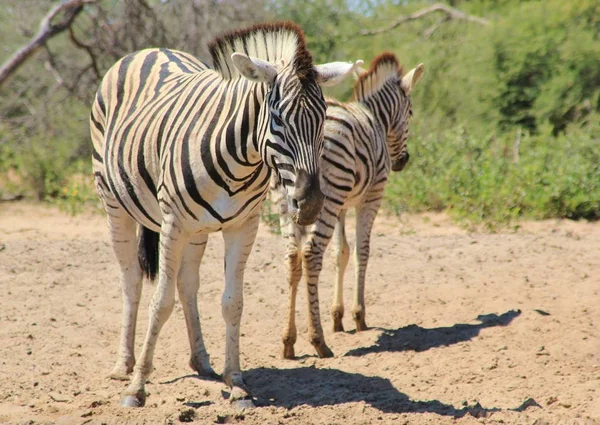 Tiro Cênico Belas Zebras Selvagens Savana — Fotografia de Stock