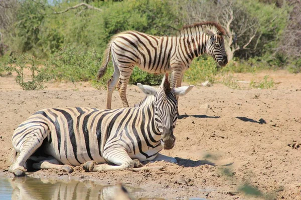 Plan Panoramique Beaux Zèbres Sauvages Dans Savane — Photo