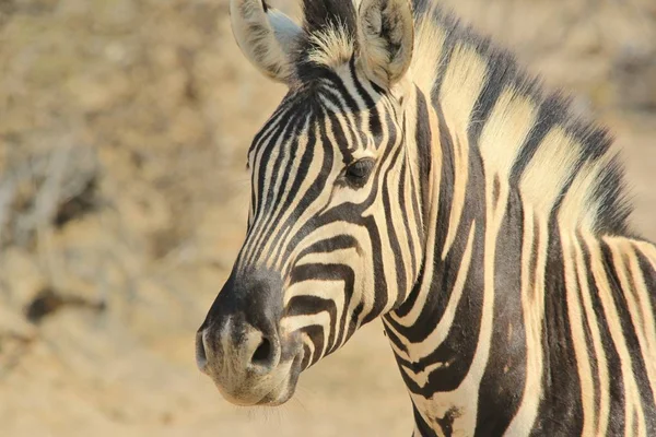 Savana Güzel Vahşi Zebra Doğal Çekim — Stok fotoğraf