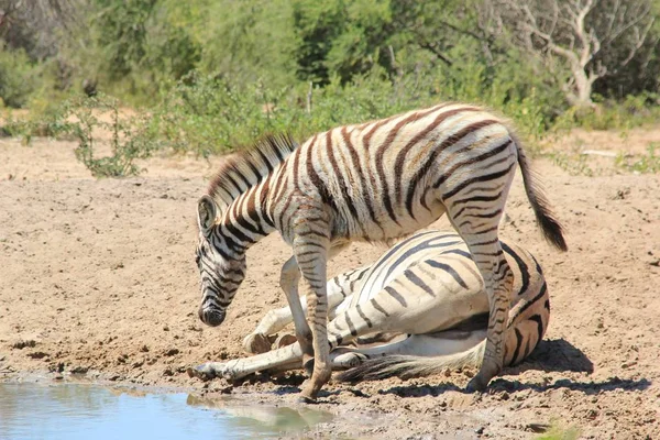 Scenic Shot Beautiful Wild Zebras Savannah — Stock Photo, Image