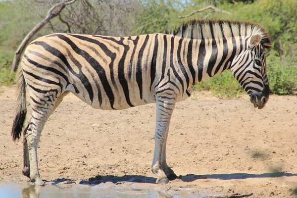 Plan Panoramique Beau Zèbre Sauvage Dans Savane — Photo