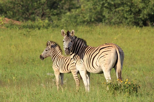 Tiro Cênico Belas Zebras Selvagens Savana — Fotografia de Stock