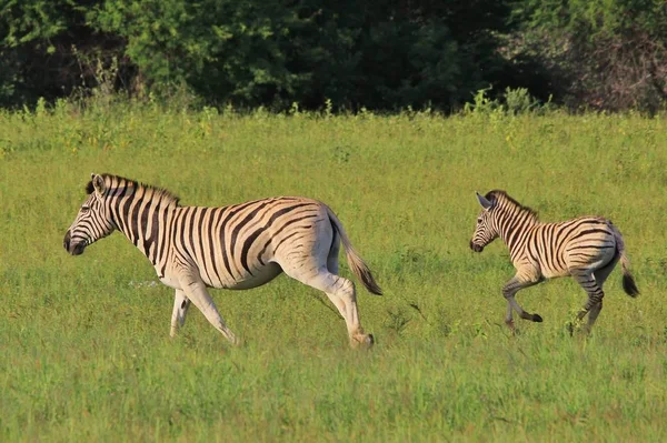 Plan Panoramique Beaux Zèbres Sauvages Dans Savane — Photo