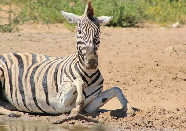 Tiro Cênico Bela Zebra Selvagem Savana — Fotografia de Stock