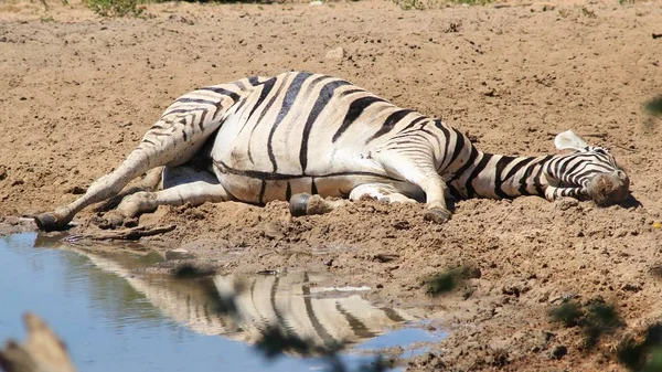 savana güzel vahşi zebra doğal çekim