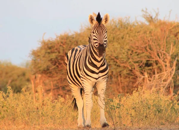 Colpo Scenico Bella Zebra Selvatica Savana — Foto Stock