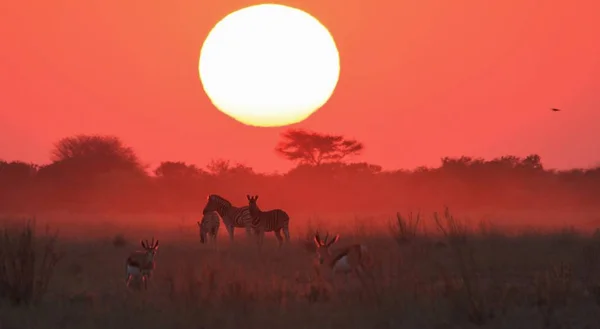 Malownicze Ujęcie Pięknych Dzikich Zebry Savannah Zachodzie Słońca — Zdjęcie stockowe